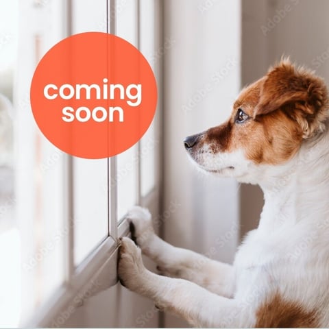 NewsletterComingSoon